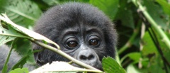 Bwindi Impenetrable National Park