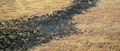 Katavi buffalo herd