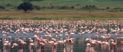 Ngorongoro Crater - Flamingos