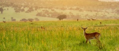 Kidepo Valley National Park