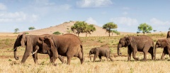 Kidepo Valley National Park