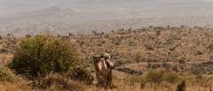 The Laikipia Plateau