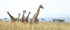 The Masai Mara