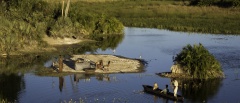 Okavango Delta