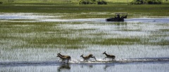 Okavango Delta