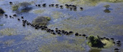 Okavango Delta Concessions