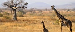 Itinerary photo - Safari