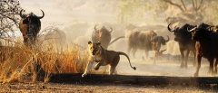 Game drive in South Luangwa