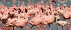 Lake Naivasha - flamingos