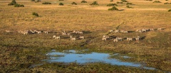 Okavango Concessions