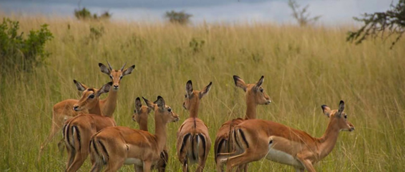 Akagera National Park | Rwanda | The Africa Specialists™