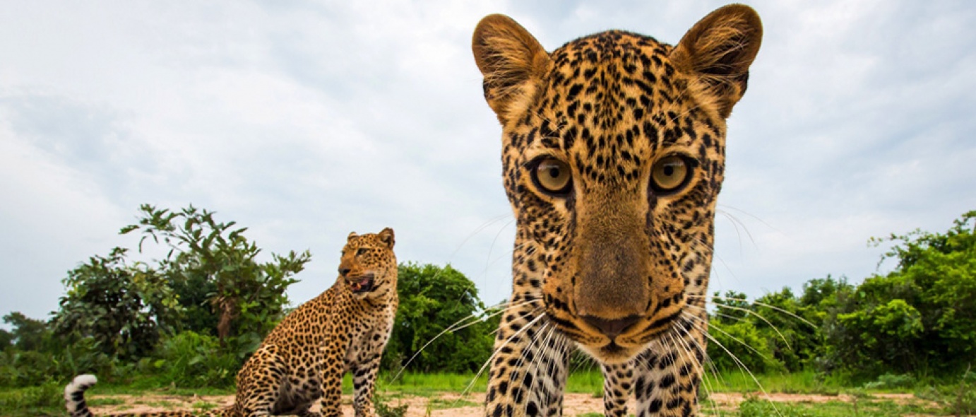 South Luangwa National Park | Zambia | The Africa Specialists™