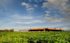 Rwanda tea plantation - Nyungwe Forest Lodge