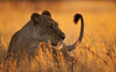 Africa Safari - Lion in the Serengeti National Park