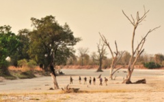 Zambia Walking Safari