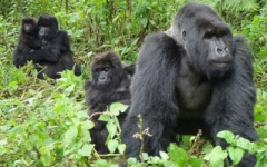 Bwindi National Park