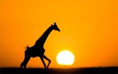 Kenya - giraffe sunset
