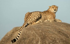 Itineary photo - safari