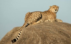 Itinerary photo - Cheetah