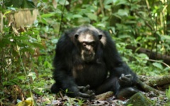 Chimpanzee in Mahale