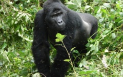 Bwindi Impenetrable National Park