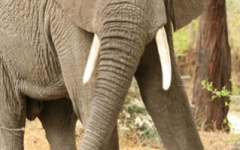Itineary photo - elephant