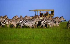 Itineary photo - Zebra