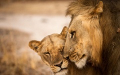 Zambia - south luangwa national park