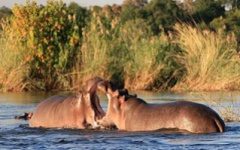 Itinerary photo - Safari