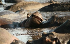 Hippos at Katavi National Park