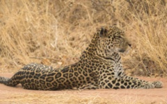Kwihala-Camp- Leopard