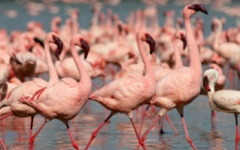 Itinerary photo - flamingos