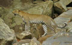 Itienary photo - Leopard