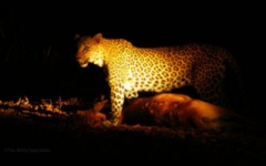 Itineary photo - Leopard Night.