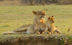 Itinerary photo - safari