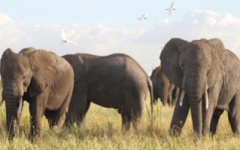 Manyara-Ranch-Camp - elephants