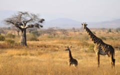 Itinerary photo - Safari