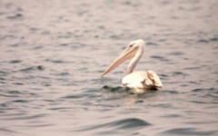 Rubondo Island Birding 