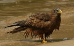 Rubondo Island Birding 