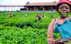 Rwanda tea plantation - Nyungwe Forest Lodge