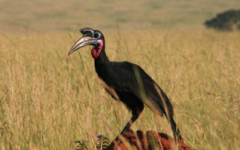 Birding in Uganda