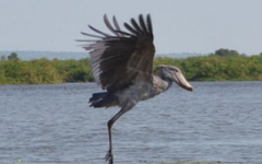 Birding in Uganda