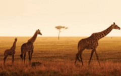 Family safaris - Serengeti
