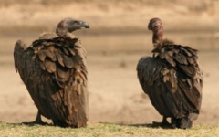 Itienrary photo - Vulture