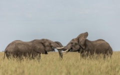 Itinerary photo - masai mara