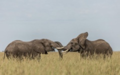 Masai Mara - Elephants