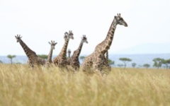 Itinerary photo - safari