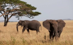 Four Seasons - Masai Mara