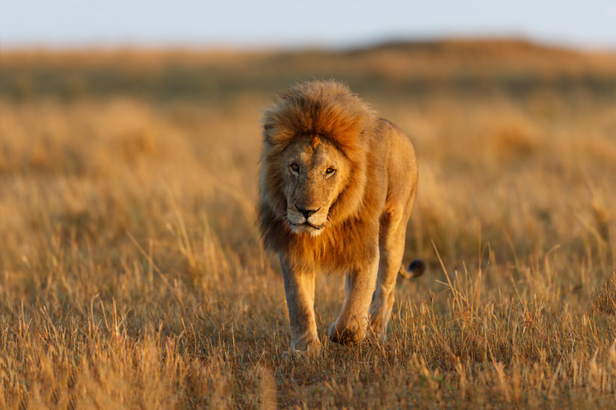 The Masai Mara