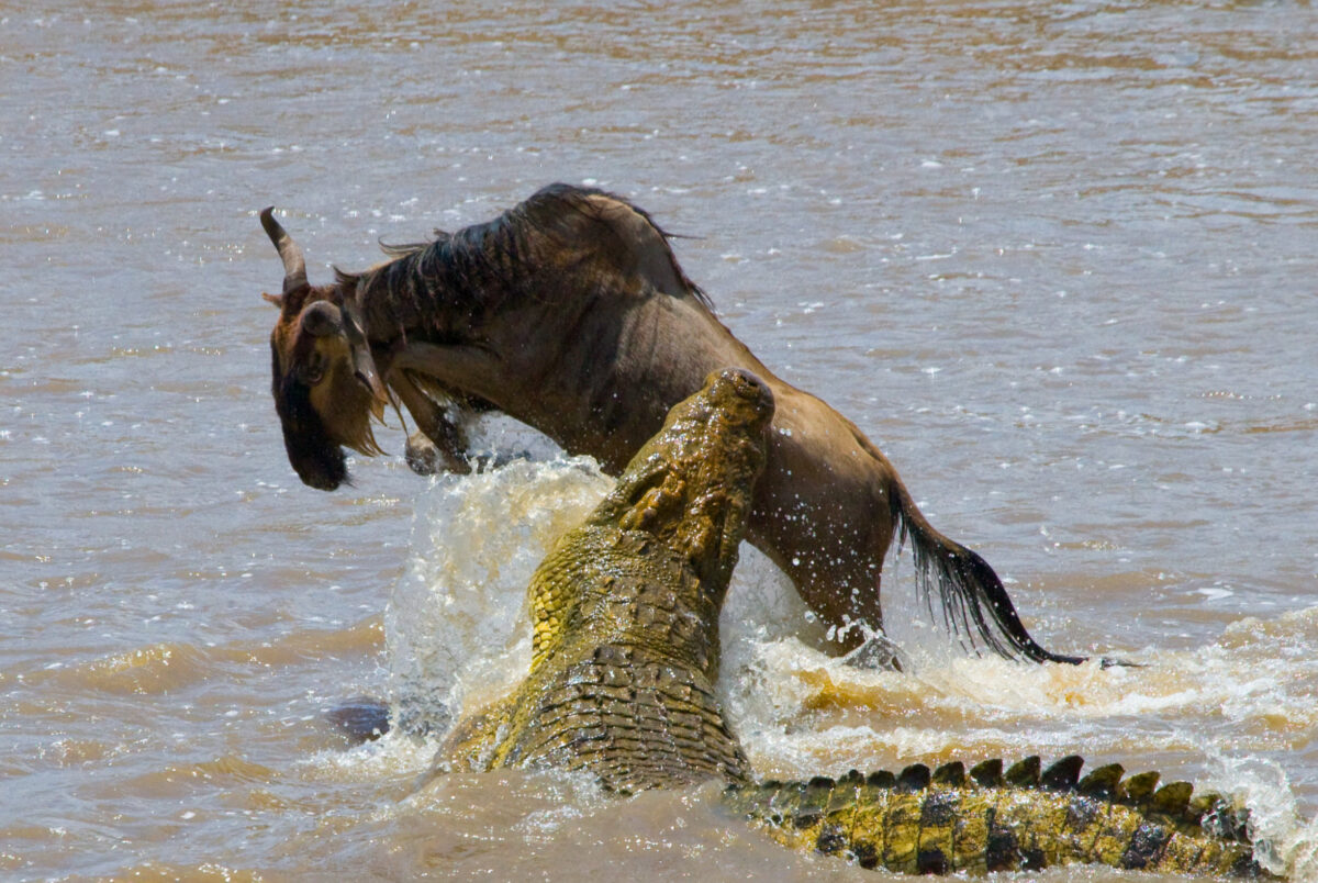 The Masai Mara